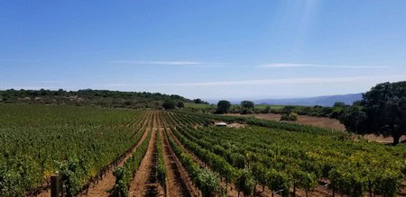 Vineyard rows at Maxville Winery under a clear blue sky in our vineyard.