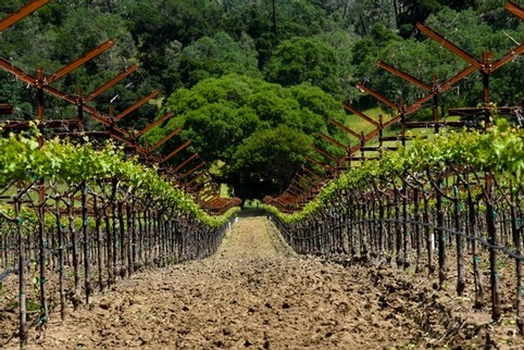 Vineyard rows at Maxville Winery with lush green grapevines and trellises in a scenic outdoor setting.