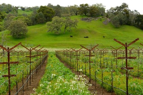 Vineyard at Maxville Winery with lush green hills and grazing cows in the background.