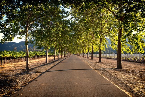 Scenic view of a tree-lined road at Maxville Winery with lush green foliage and sunlight filtering through.