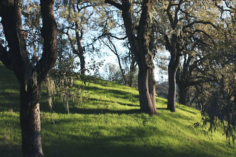 Scenic view of Maxville Winery with lush green grass and mature oak trees under a clear sky.