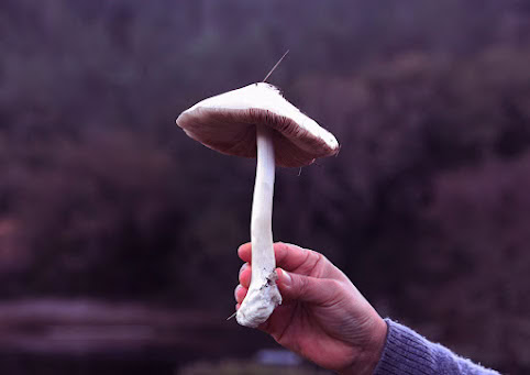 Close-up of a person holding a large mushroom outdoors with a blurred natural background.