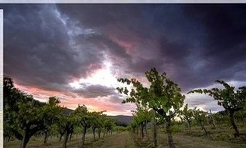 Vineyard at Maxville Winery during a dramatic sunset with dark clouds and vibrant sky.